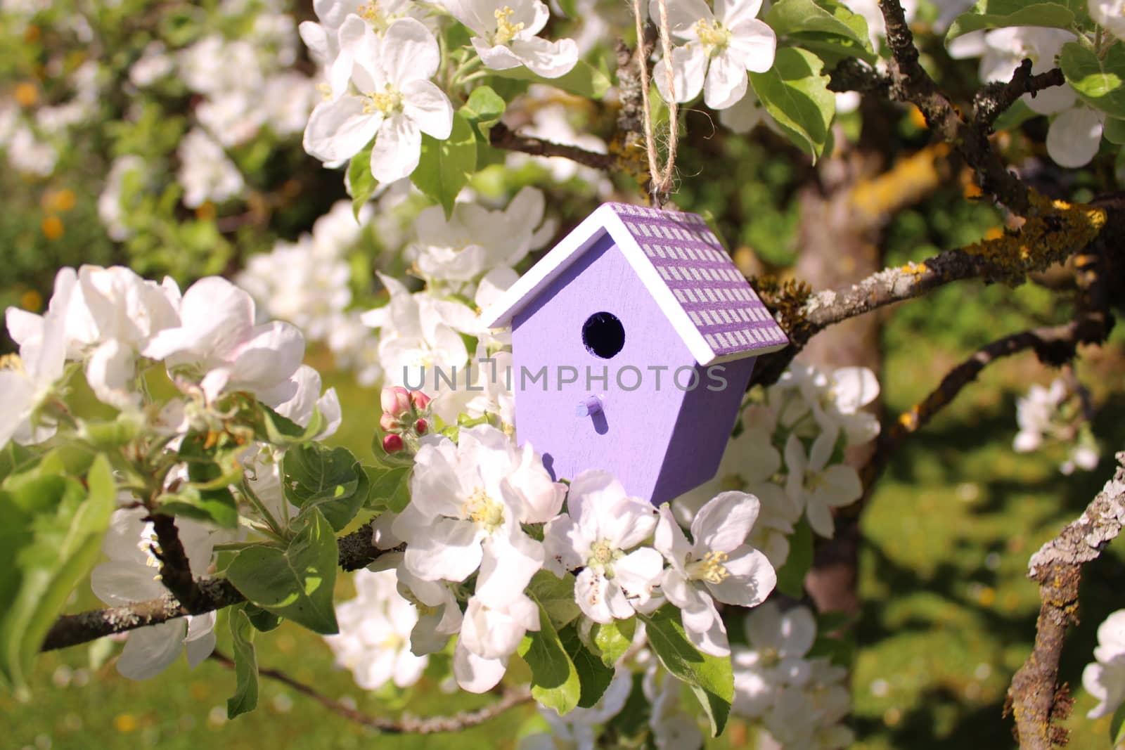 birdhouse in a blossoming pear tree by martina_unbehauen