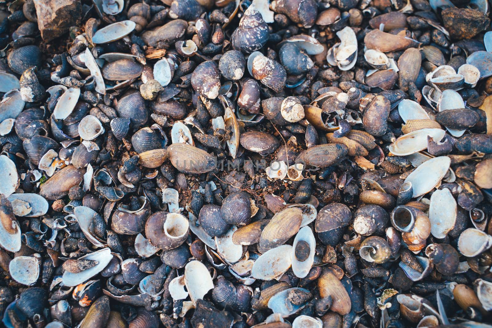 The Background of coral reefs and shells on the beach