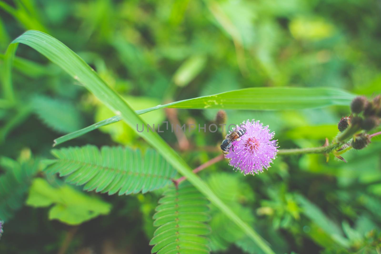 The Closeup to Sensitive Plant Flower, Mimosa Pudica.