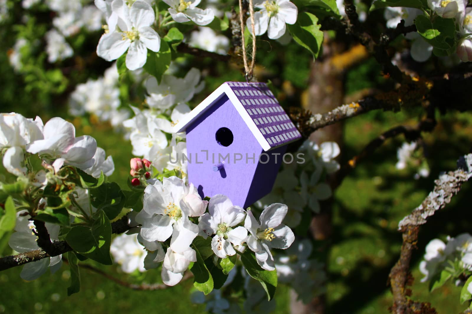 The picture shows a birdhouse in a blossoming pear tree.