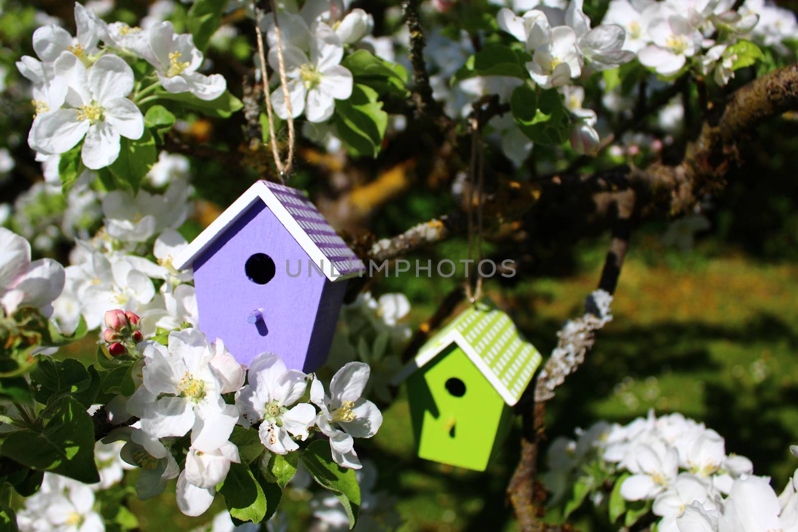 The picture shows a birdhouse in a blossoming pear tree.