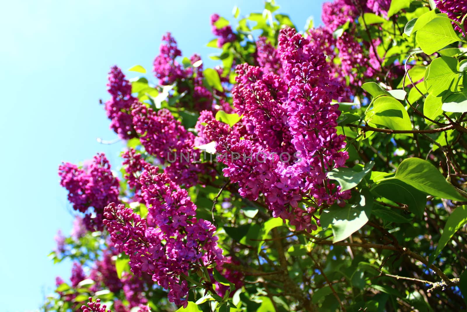 beautiful lilac in the garden by martina_unbehauen