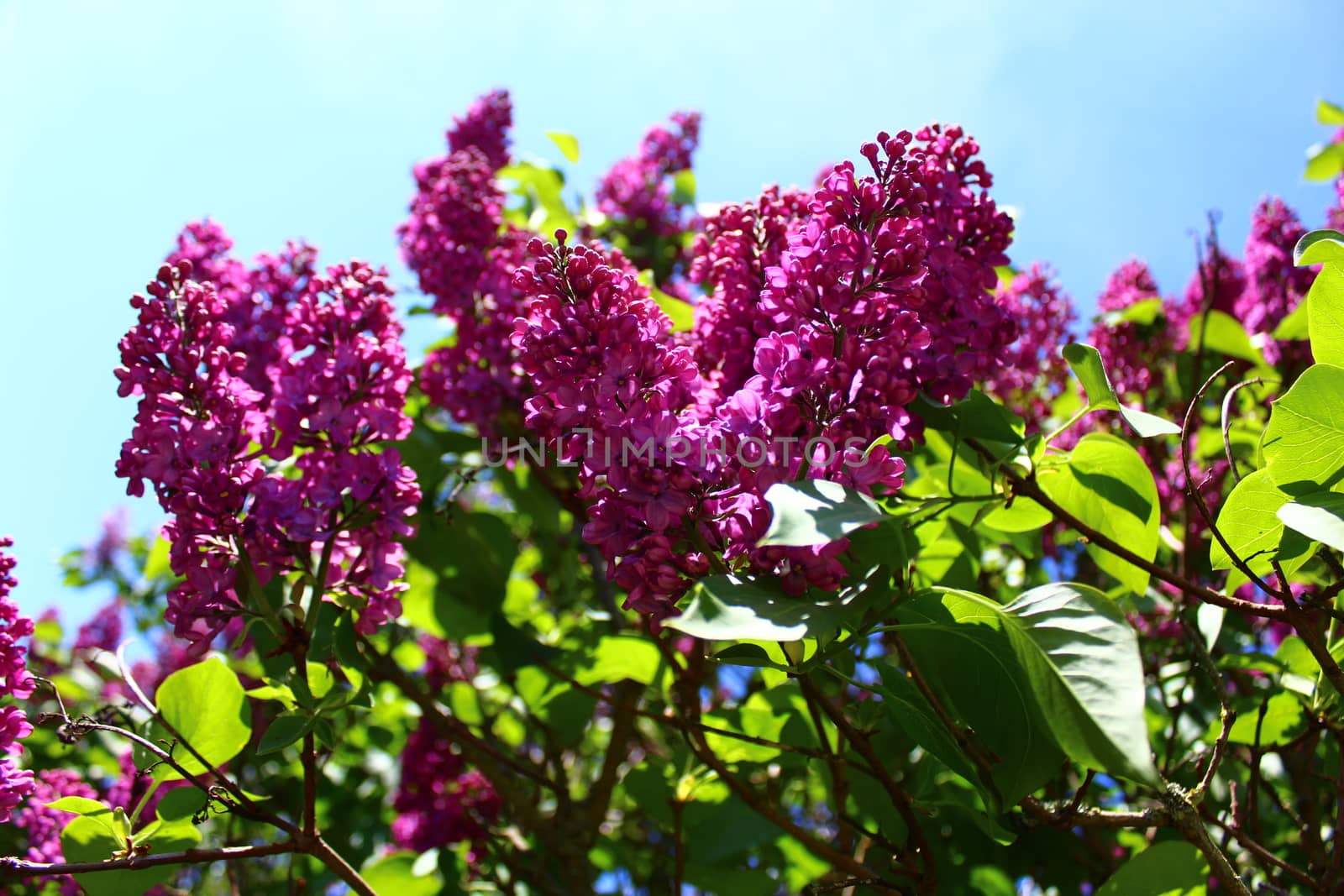 The picture shows beautiful lilac in the garden