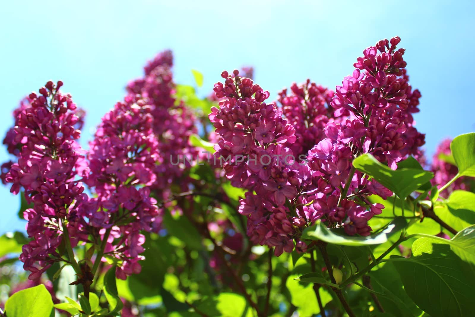 The picture shows beautiful lilac in the garden.