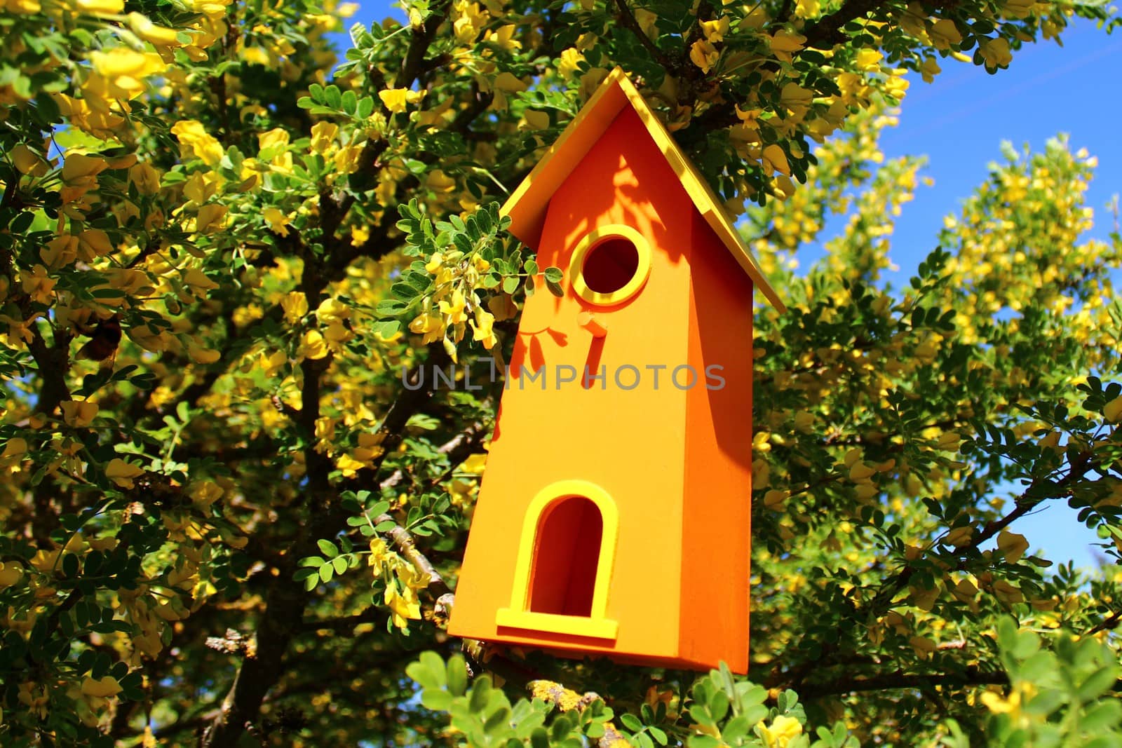 bird house in the tree by martina_unbehauen