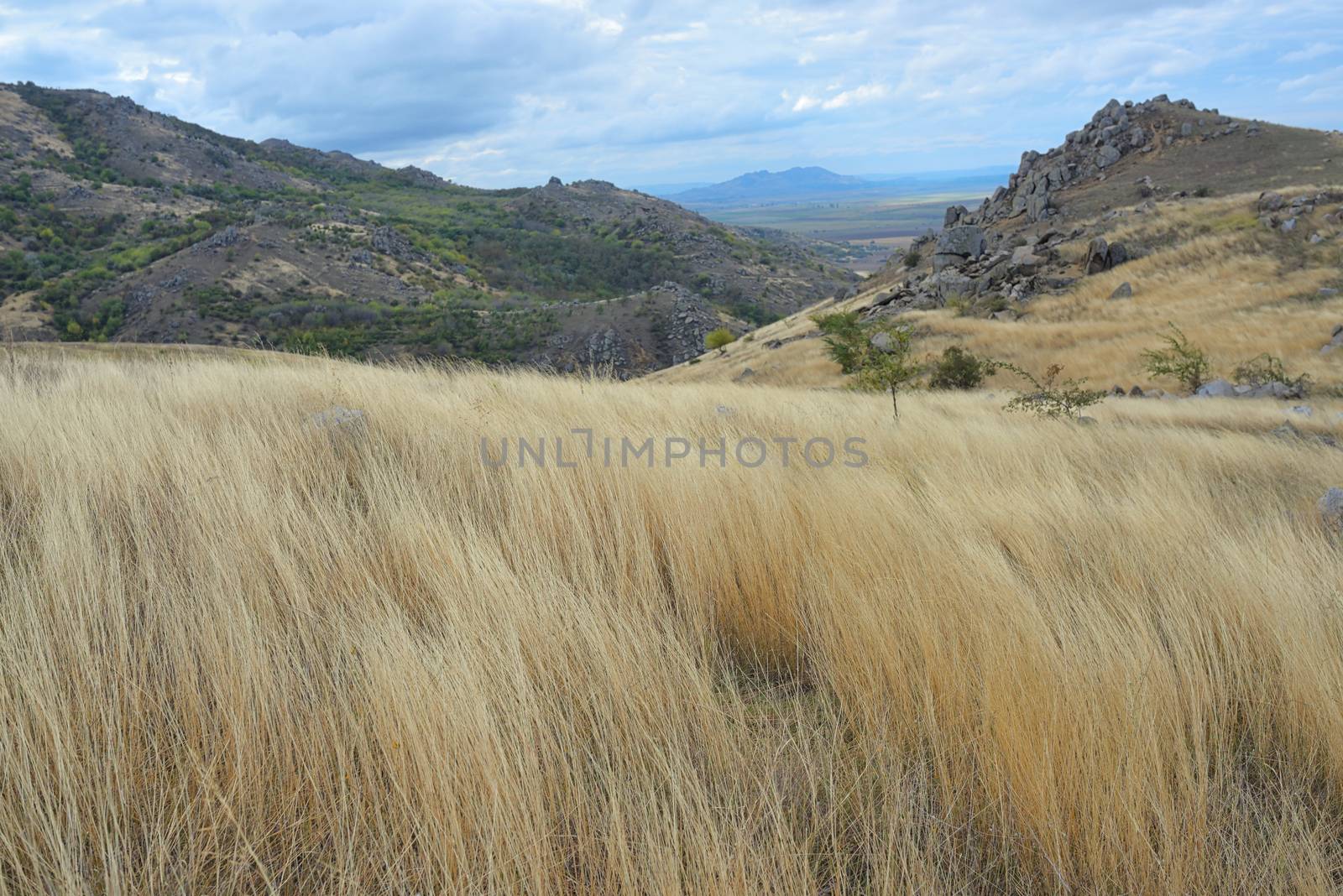 Yellow grass on the top of the roumanian mountain