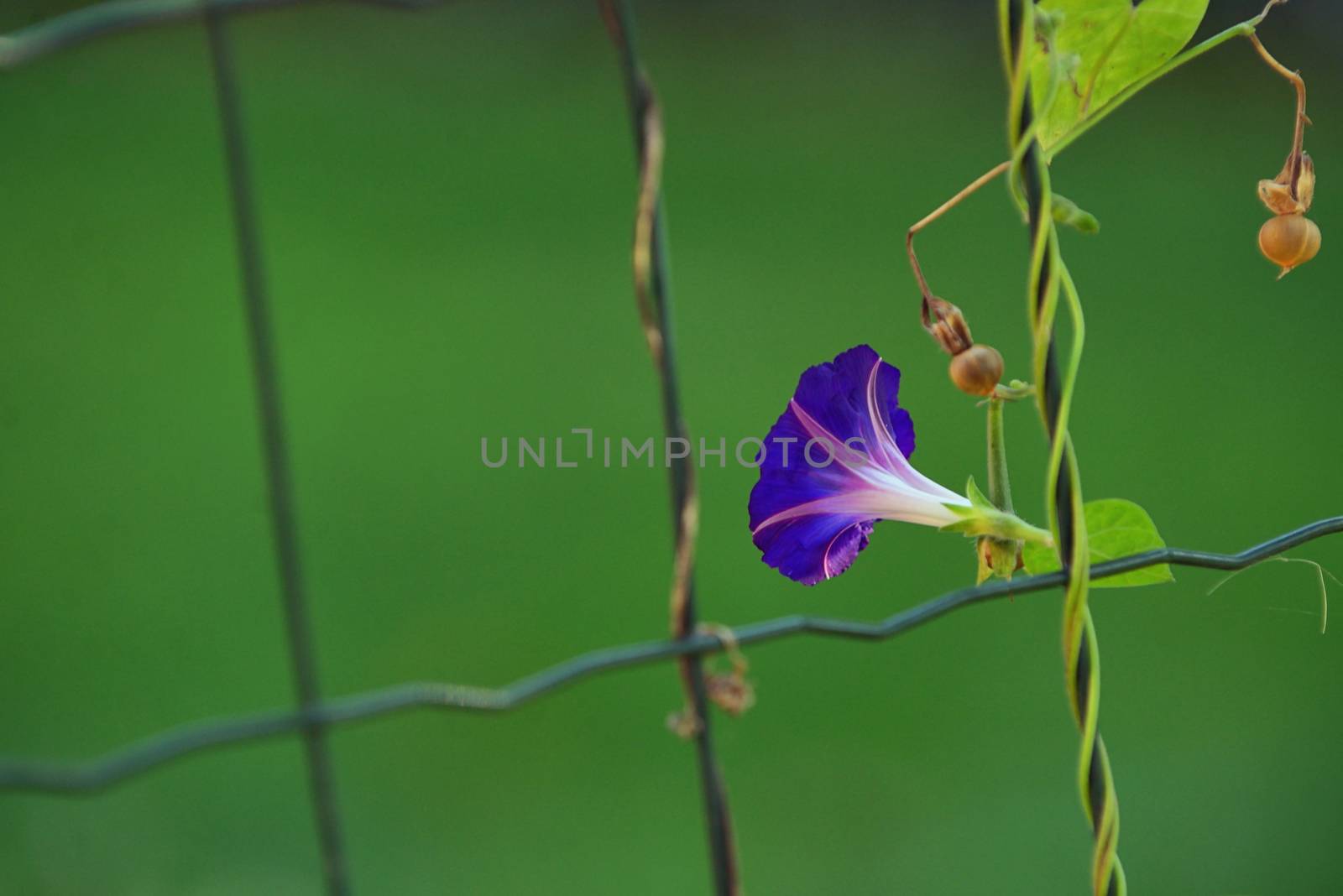 Blue flower of morning-glory on fence by mady70