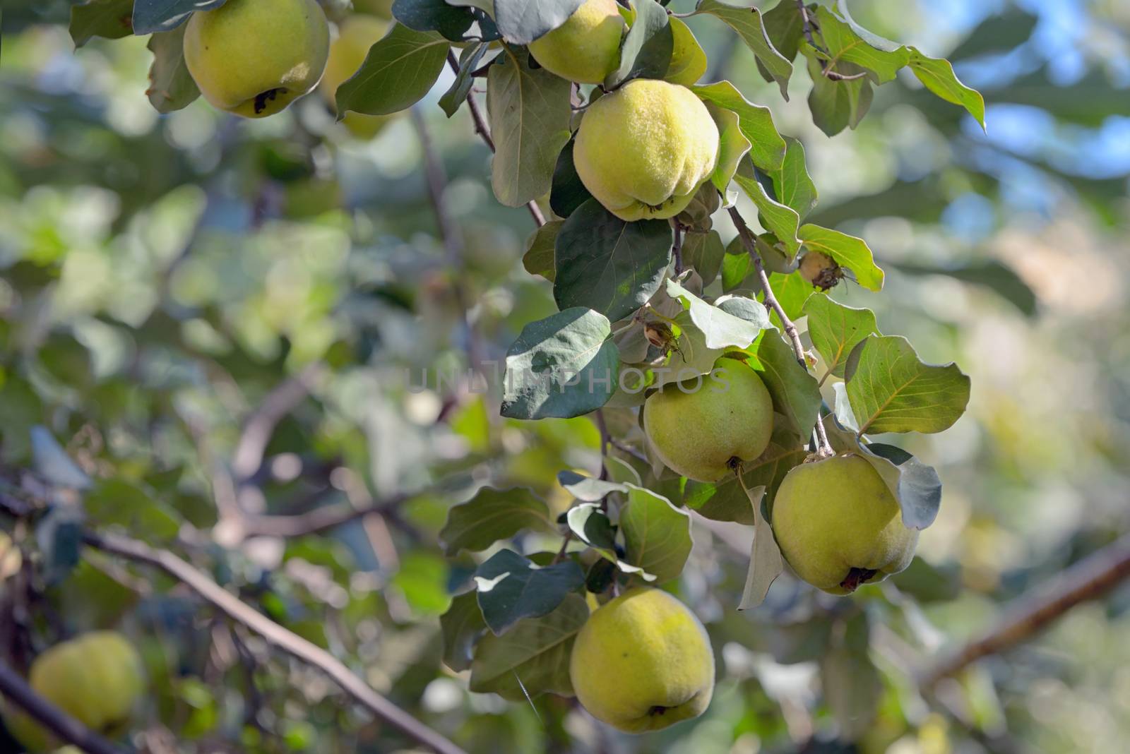 Quicens on local tree in autumn garden