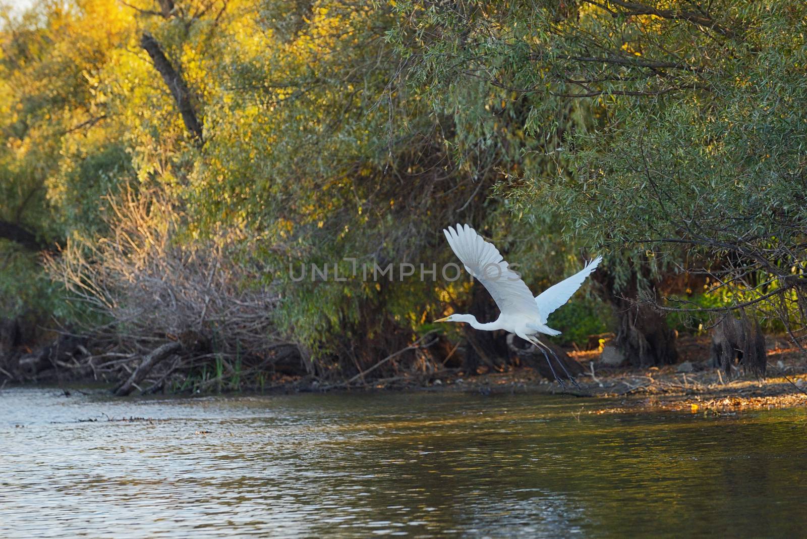 Great egret on Danube delta by mady70