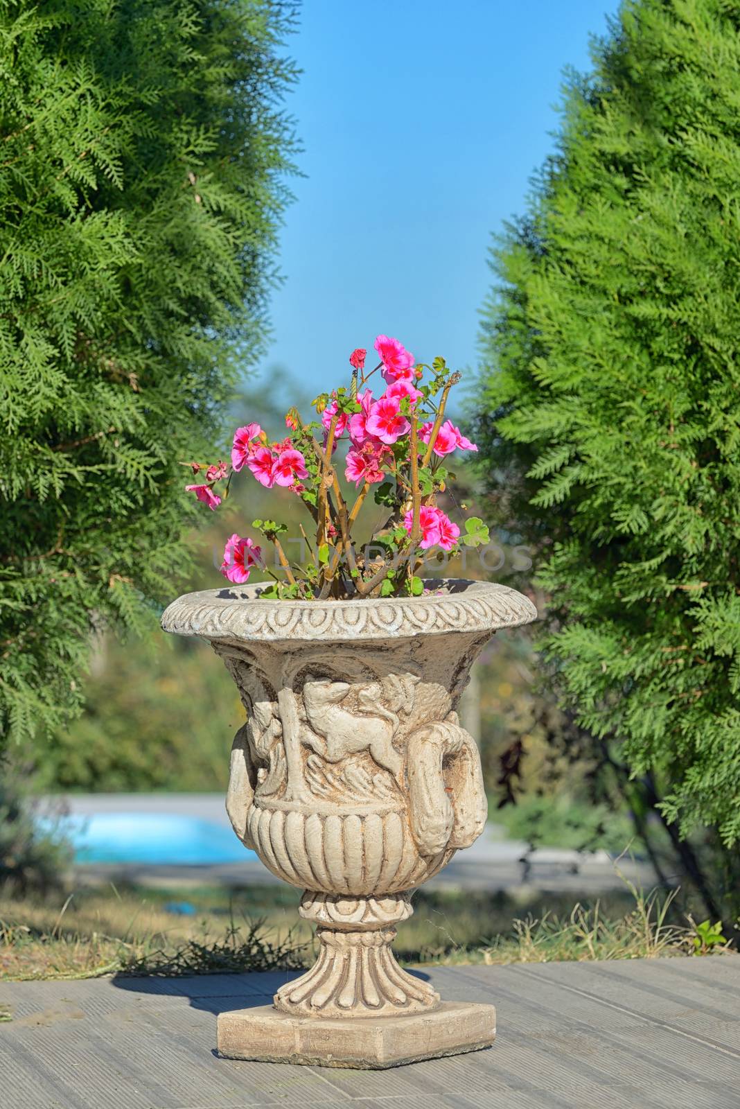 Red geranium flowers in elegant ceramic pot