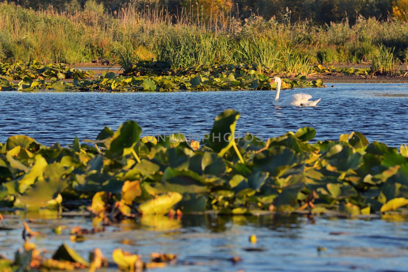 White swan in Danube delta at sunset