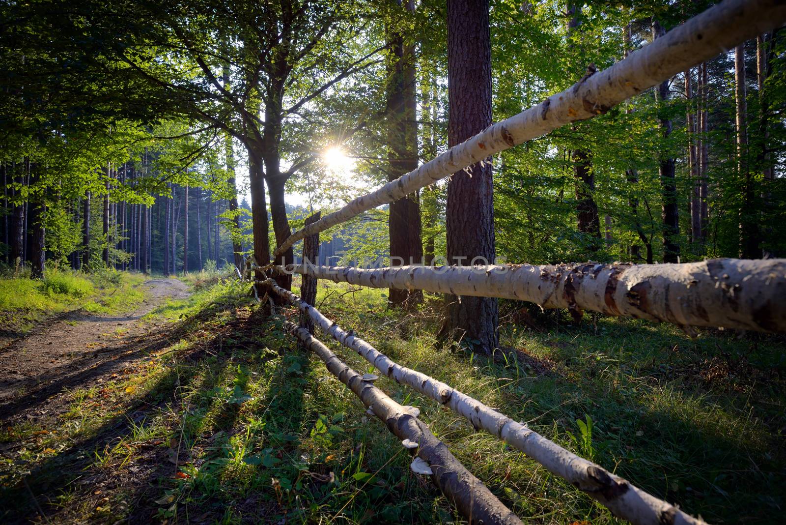 Wooden fence in summer forest by mady70