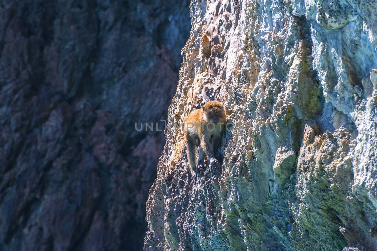 Macaque, Monkey beach, Phi Phi Don island, Andaman sea, Krabi Thailand