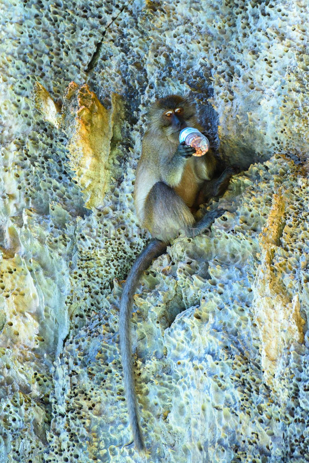 Macaque is eating, Monkey beach, Phi Phi Don island, Andaman sea by Eagle2308