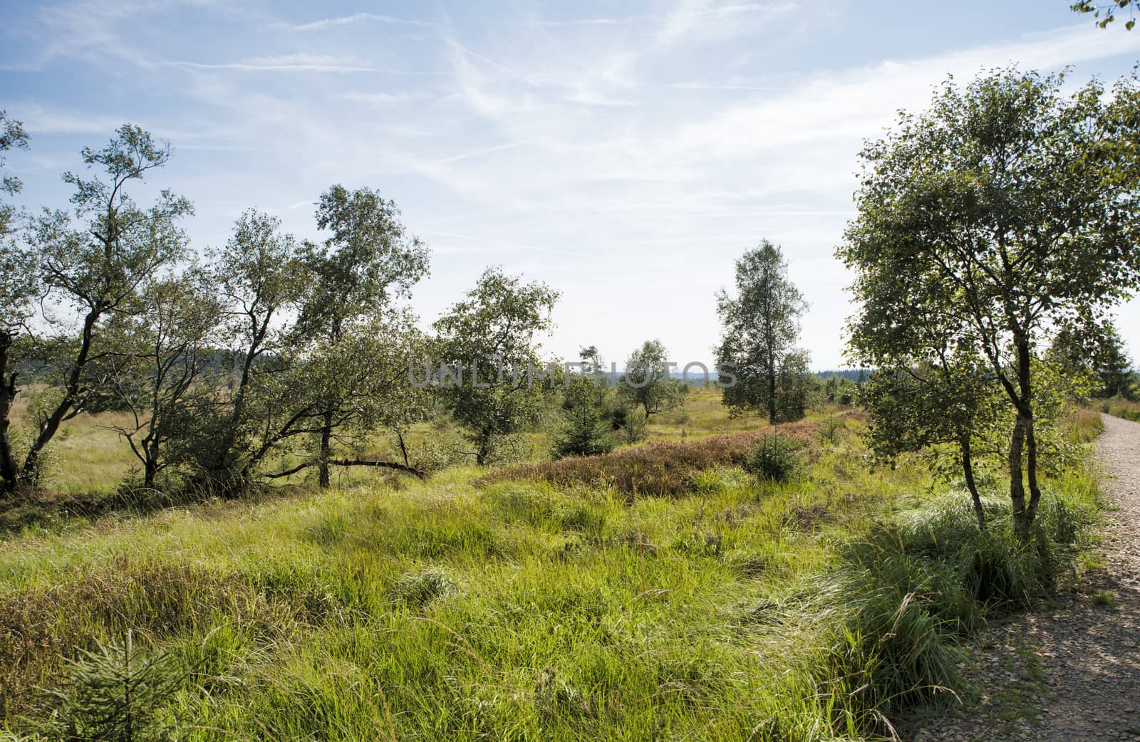 beautifull natural park of the belgium ardennes with walking tracks