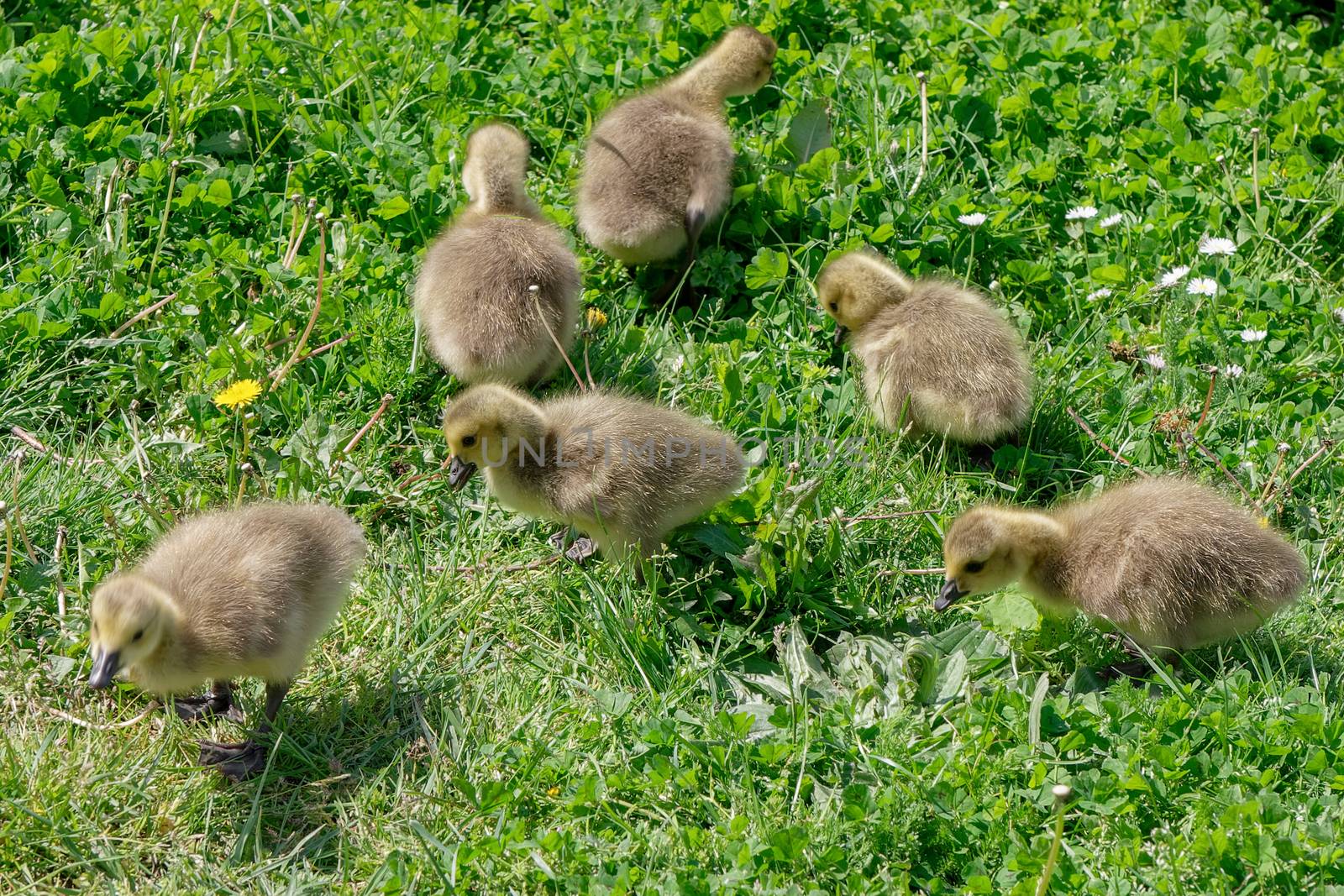 Canada Goose (branta canadensis) Goslings on the banks of the ri by phil_bird