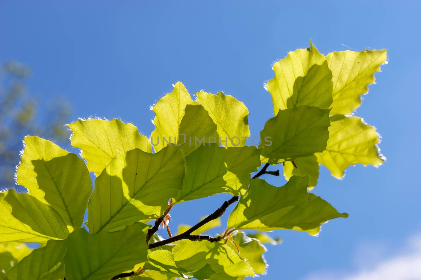 Close-up of some leaves of a Beech (fagaceae) tree in an english garden
