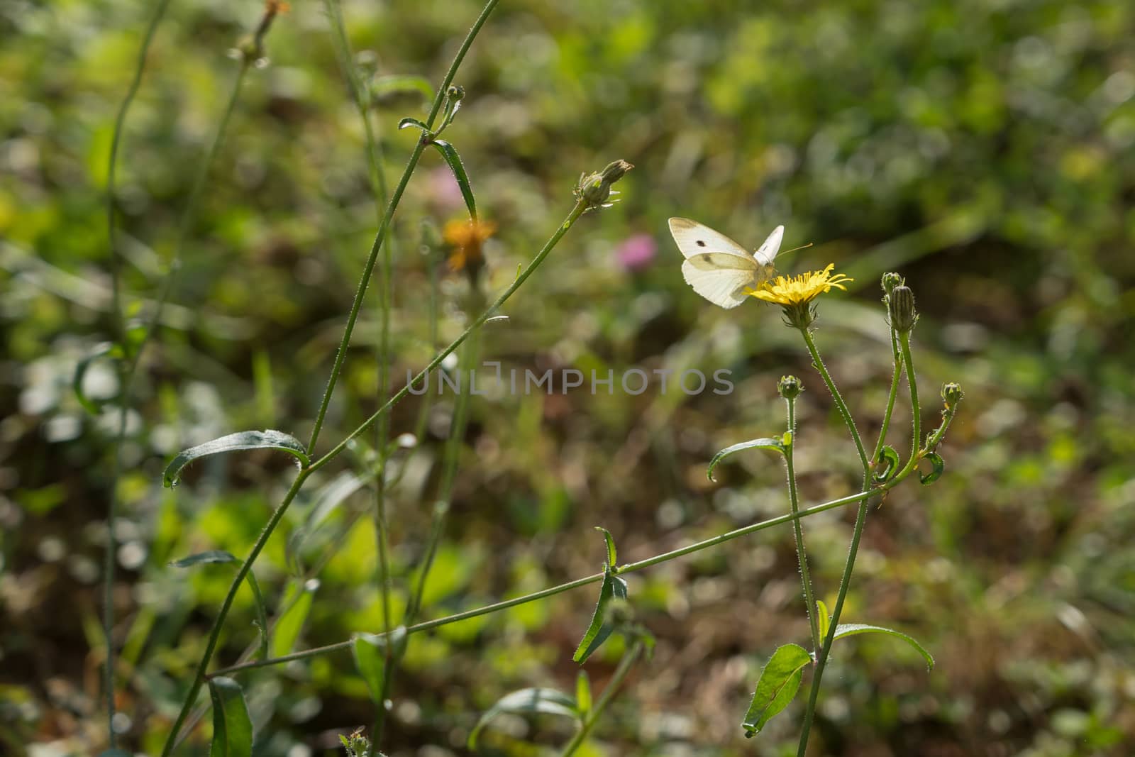 Southern Small White
(pieris mannii) Butterfly in Sigishoura Romania