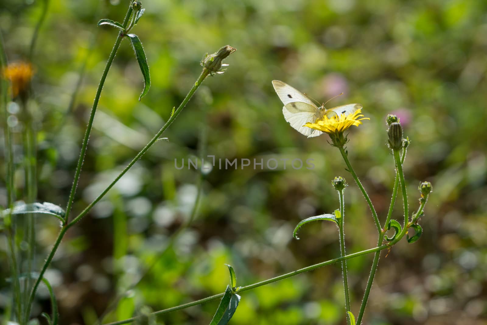 Southern Small White
(pieris mannii) Butterfly in Sigishoura Rom by phil_bird