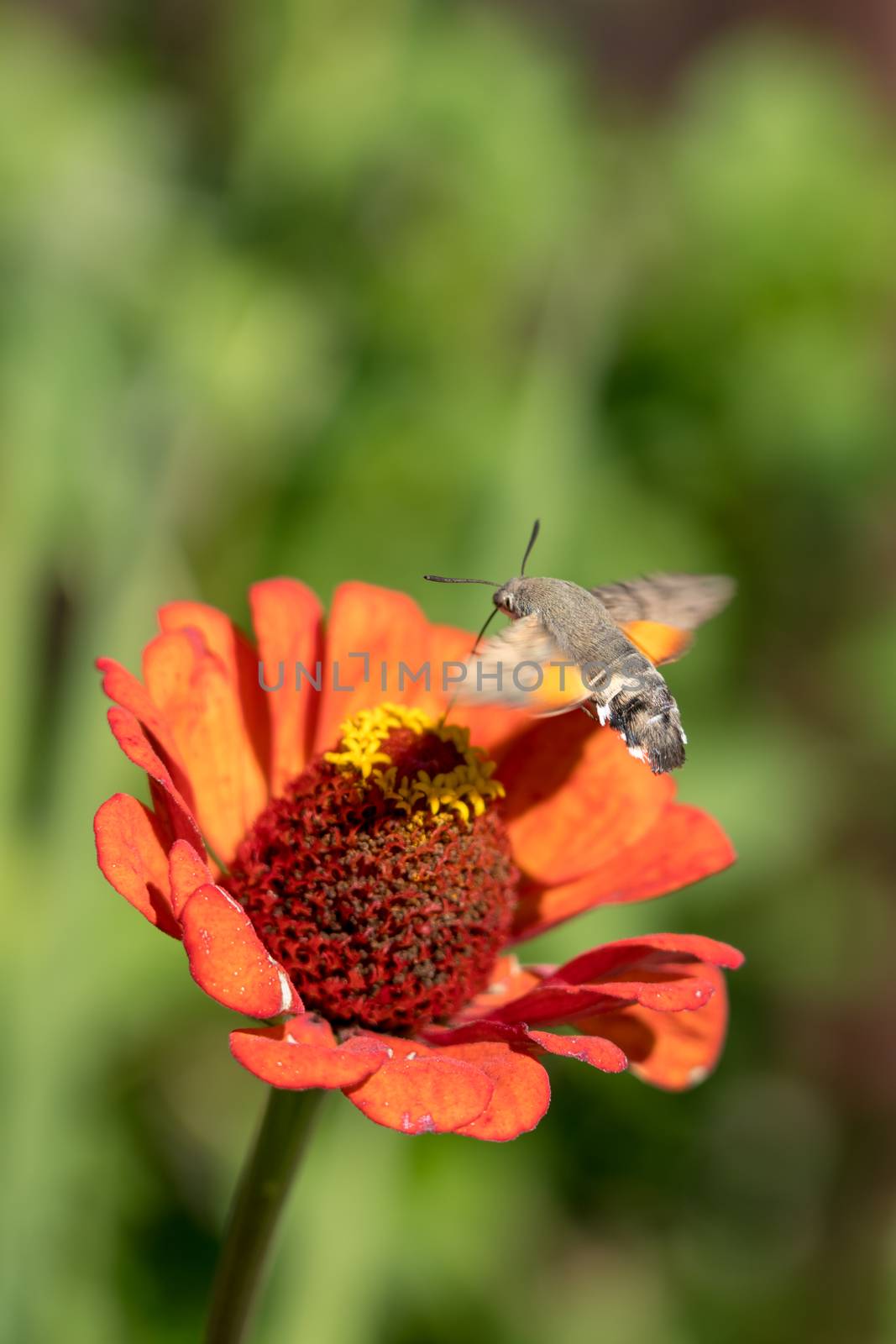 Hummingbird hawk-moth (Macroglossum stellatarum) in Romania by phil_bird