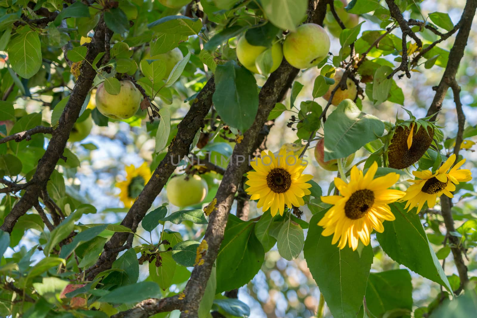 Sunflowers and Apples growing in a garden in Romania by phil_bird