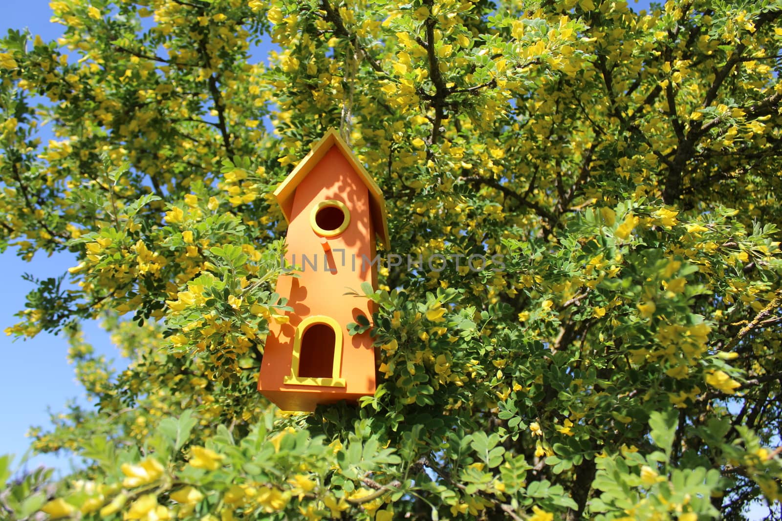 The picture shows a bird house in the tree.