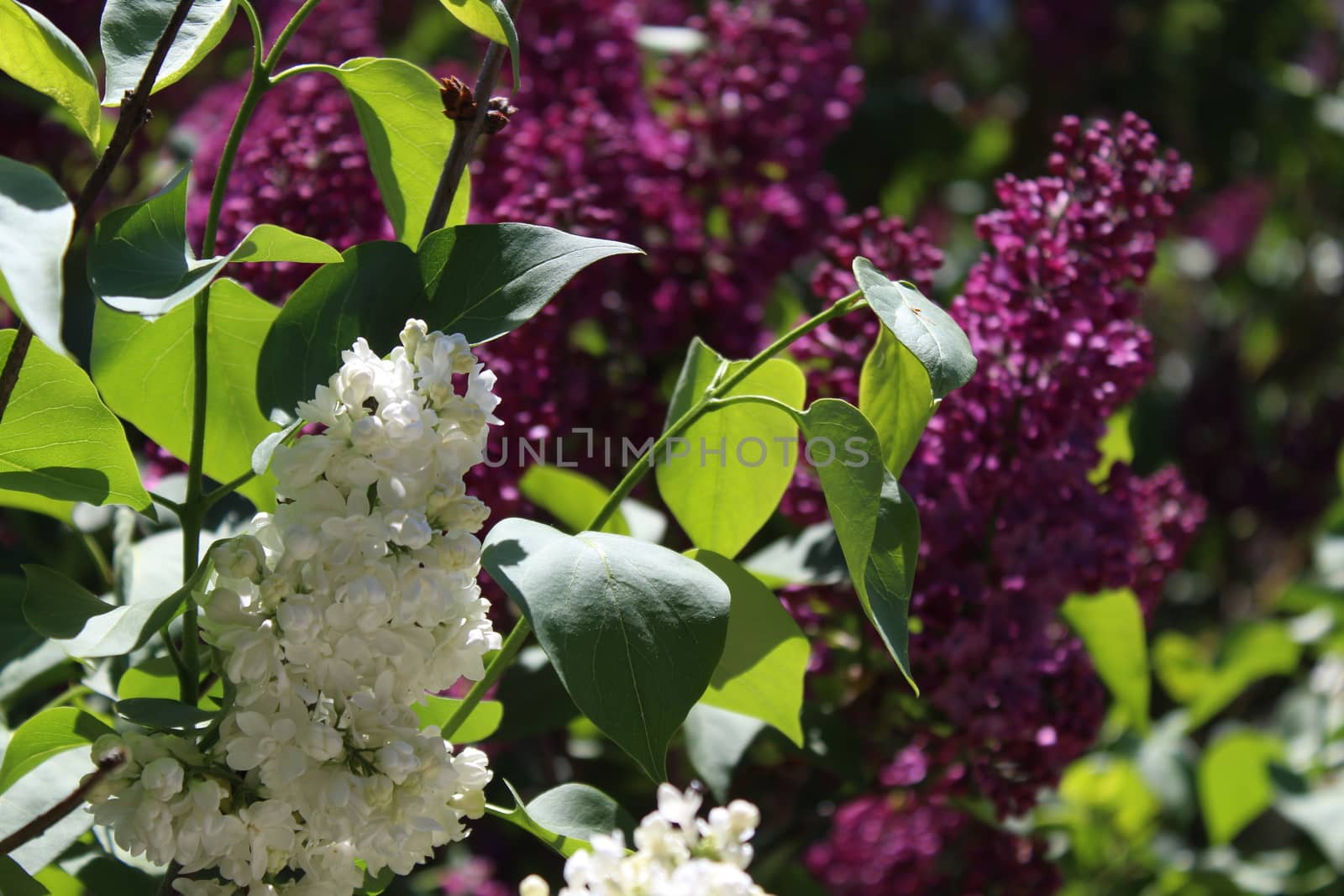 lilac in the garden by martina_unbehauen