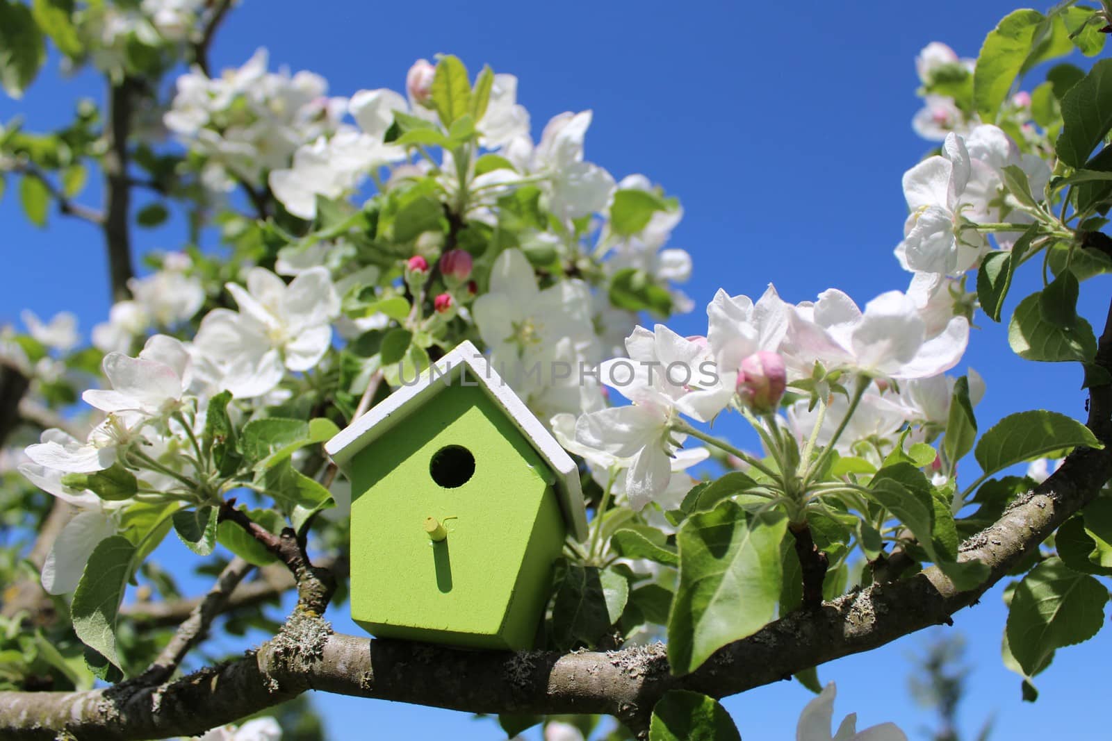 birdhouse in the blossoming apple tree by martina_unbehauen