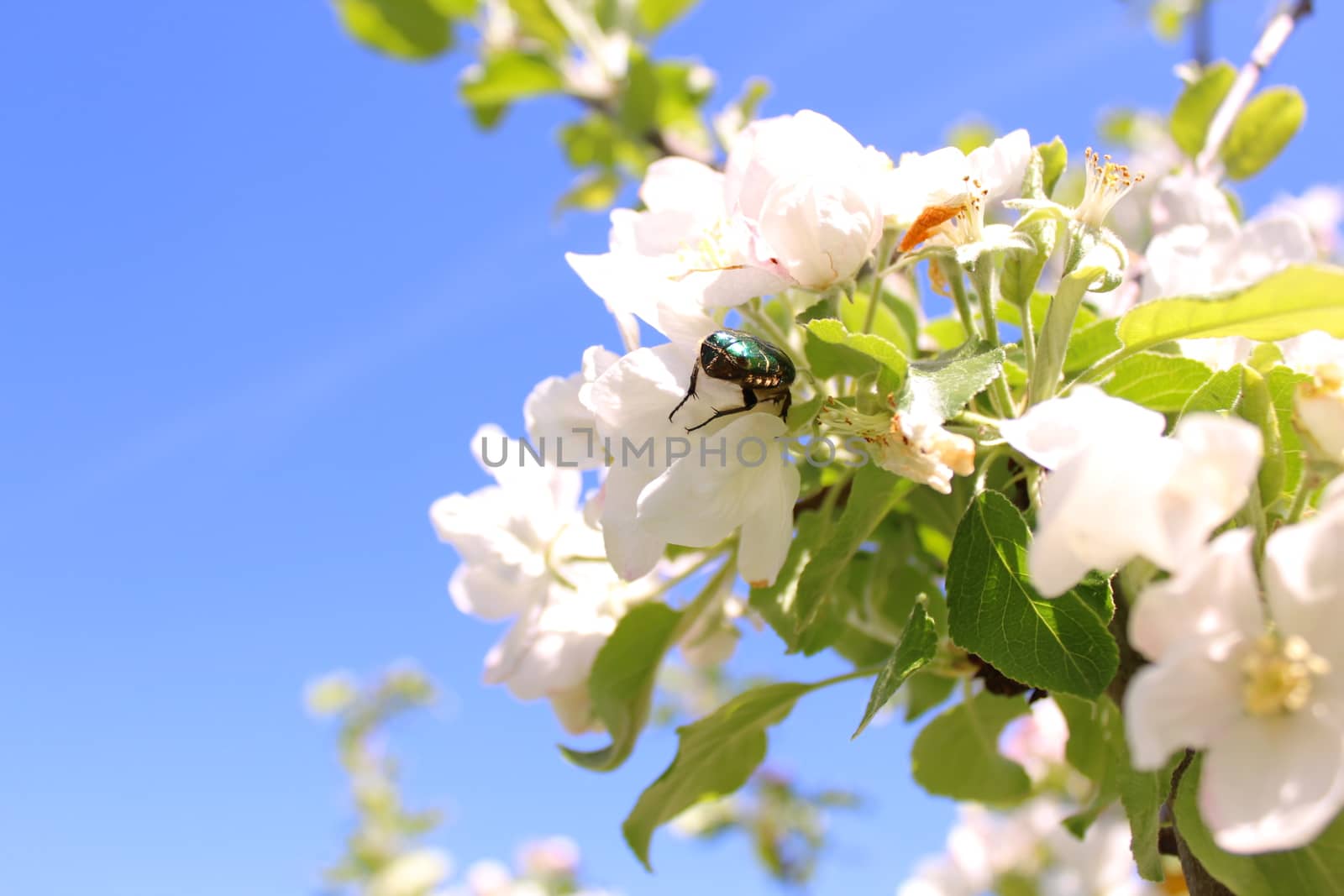 rose chafer in a apple tree blossom by martina_unbehauen