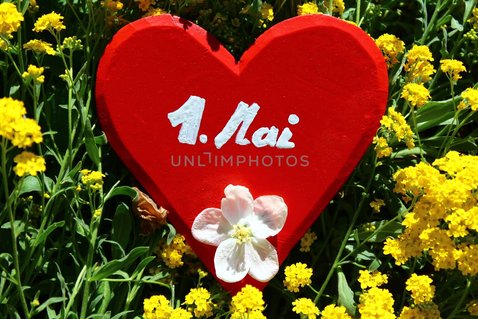 The picture shows a red wooden heart in sweet alyssum with the text may day.