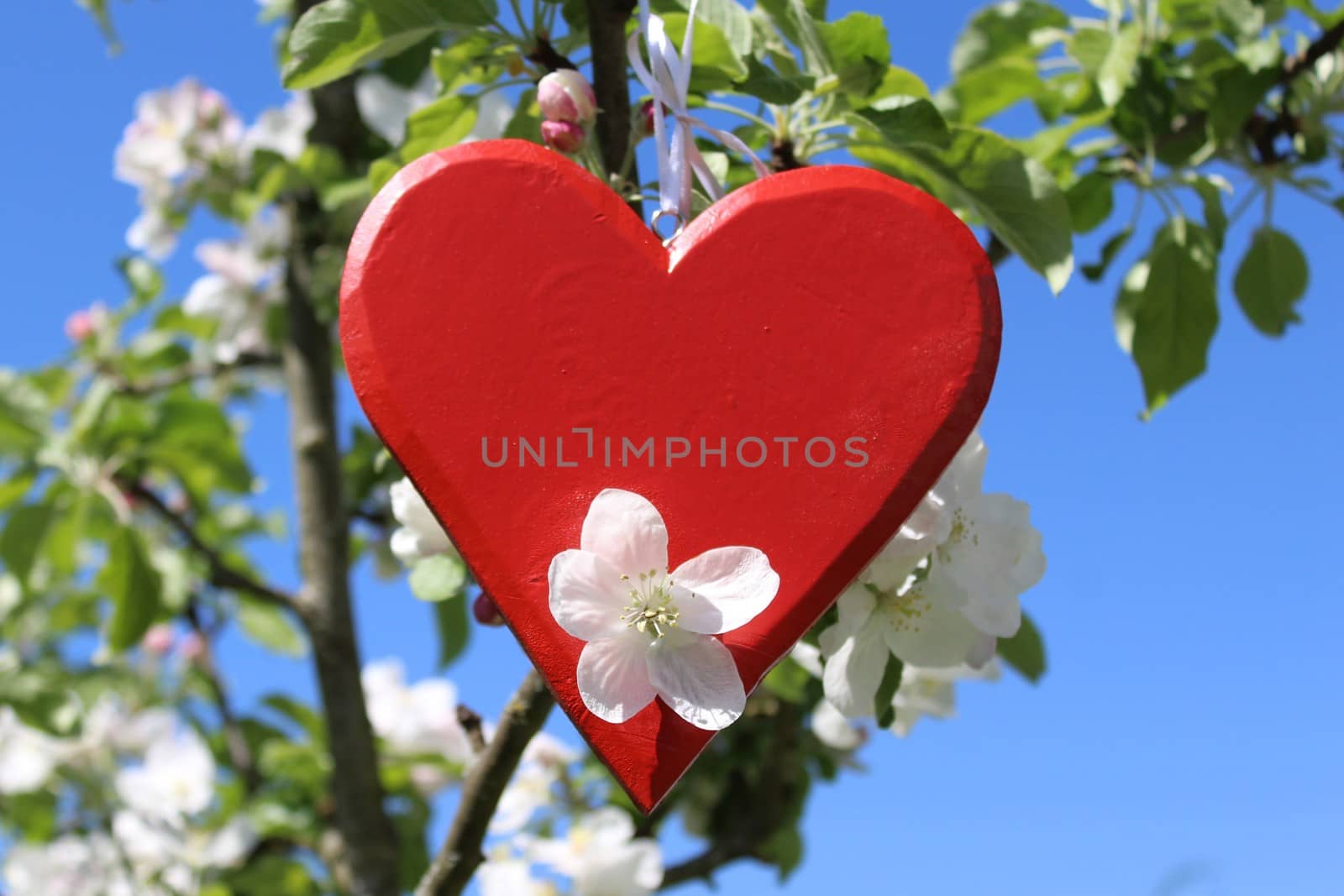 red heart in the apple tree by martina_unbehauen