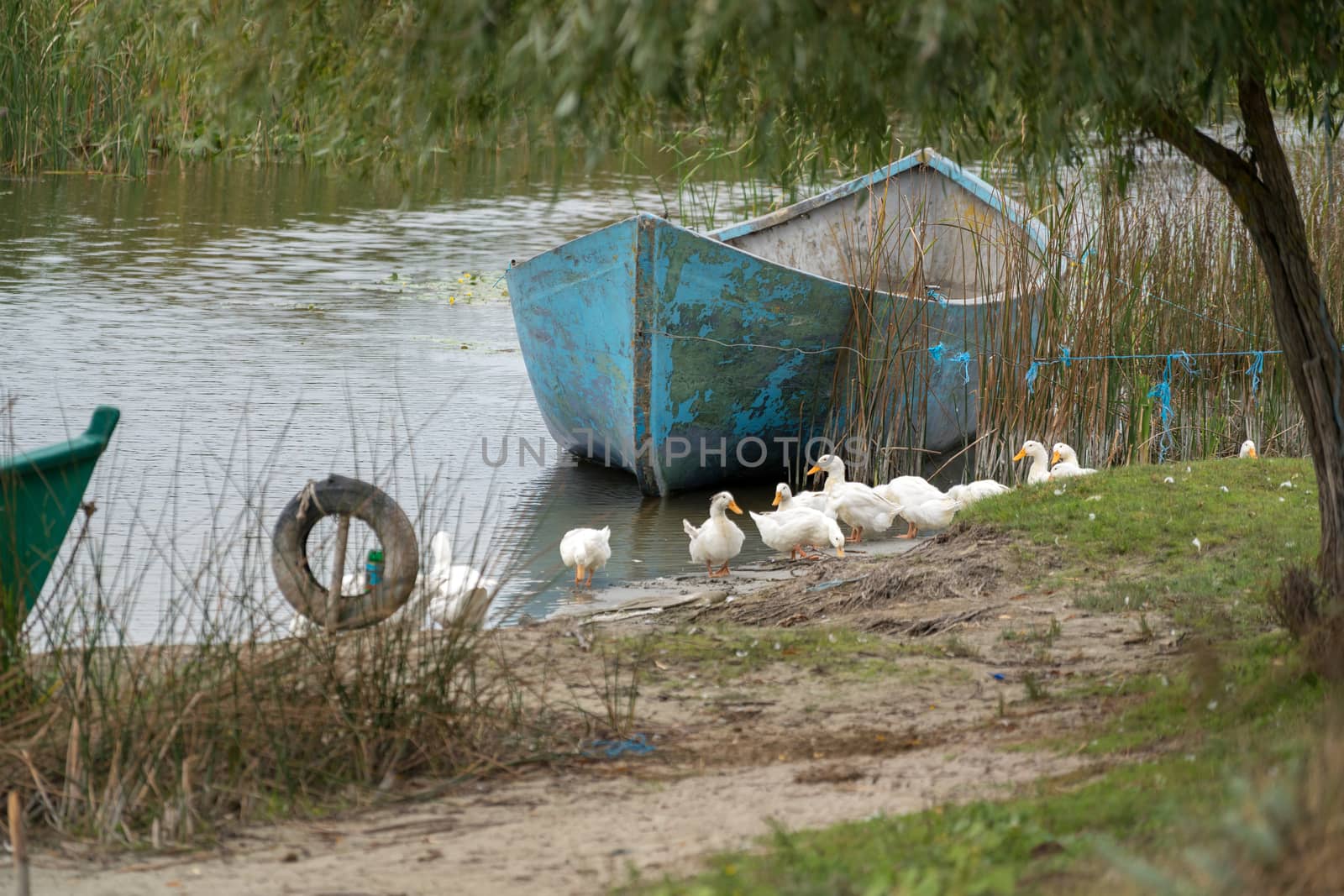 SULINA, DANUBE DELTA/ROMANIA - SEPTEMBER 23 : Domesticated ducks by phil_bird