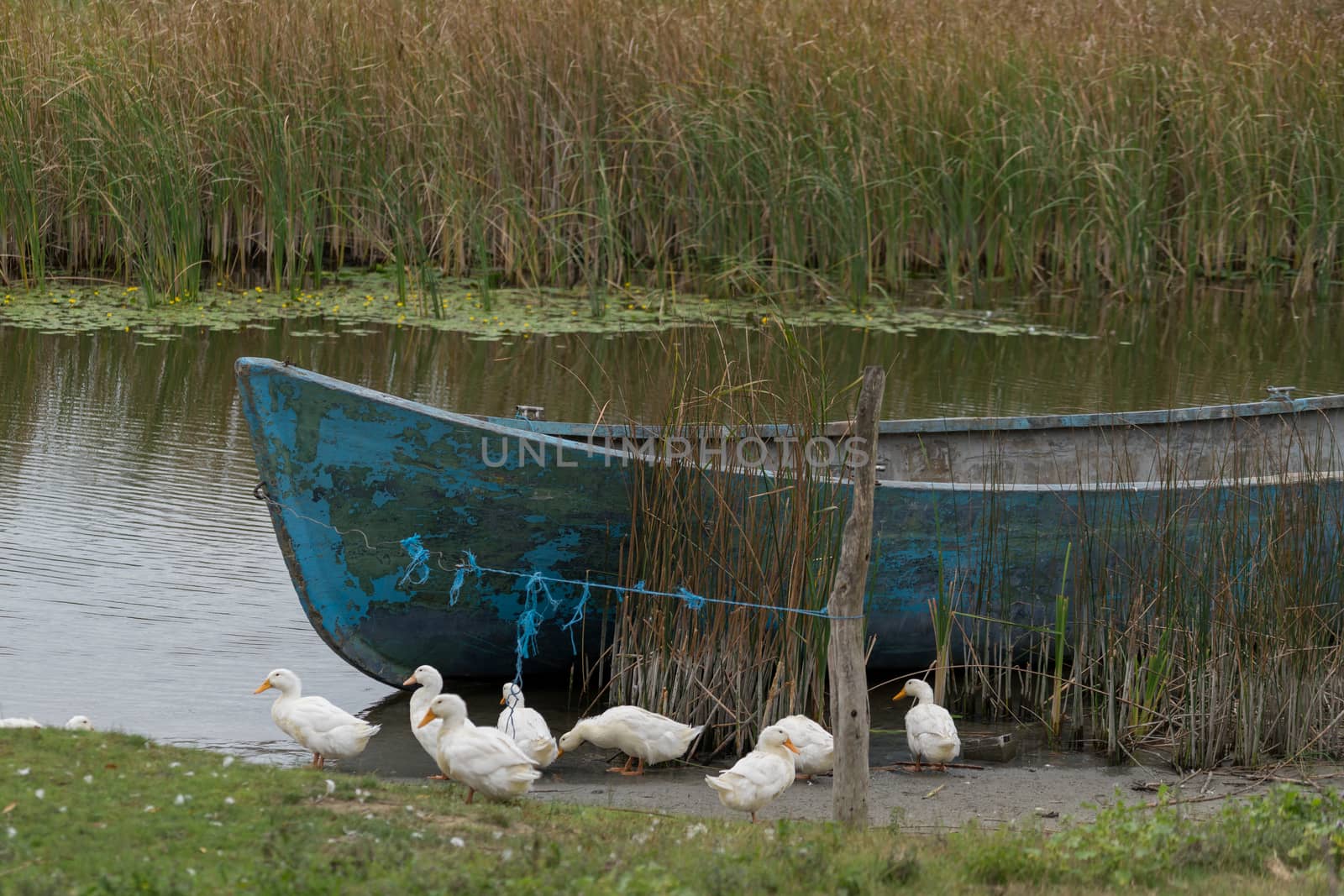 SULINA, DANUBE DELTA/ROMANIA - SEPTEMBER 23 : Domesticated ducks by phil_bird
