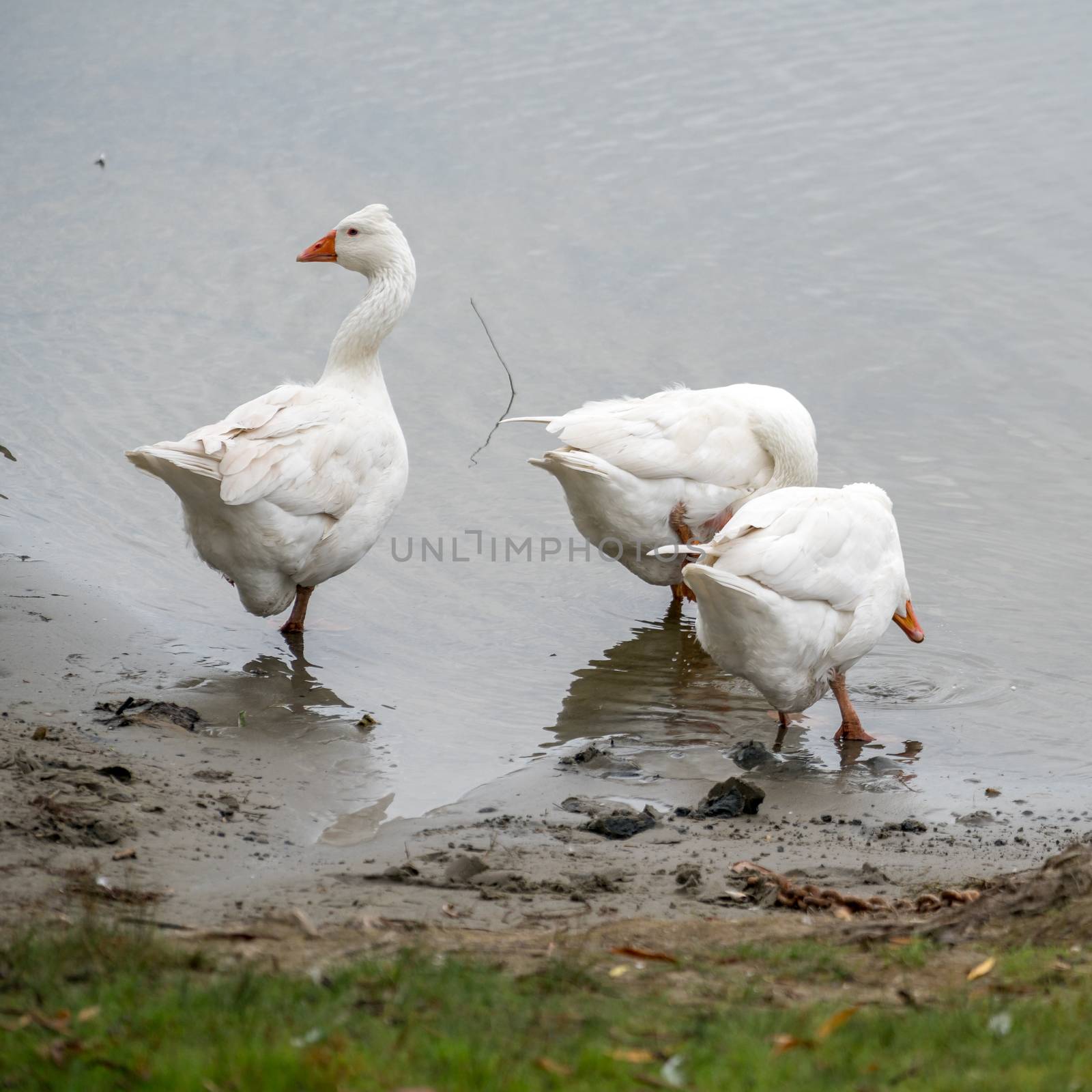 Roman Tufted Geese in the Danube Delta by phil_bird