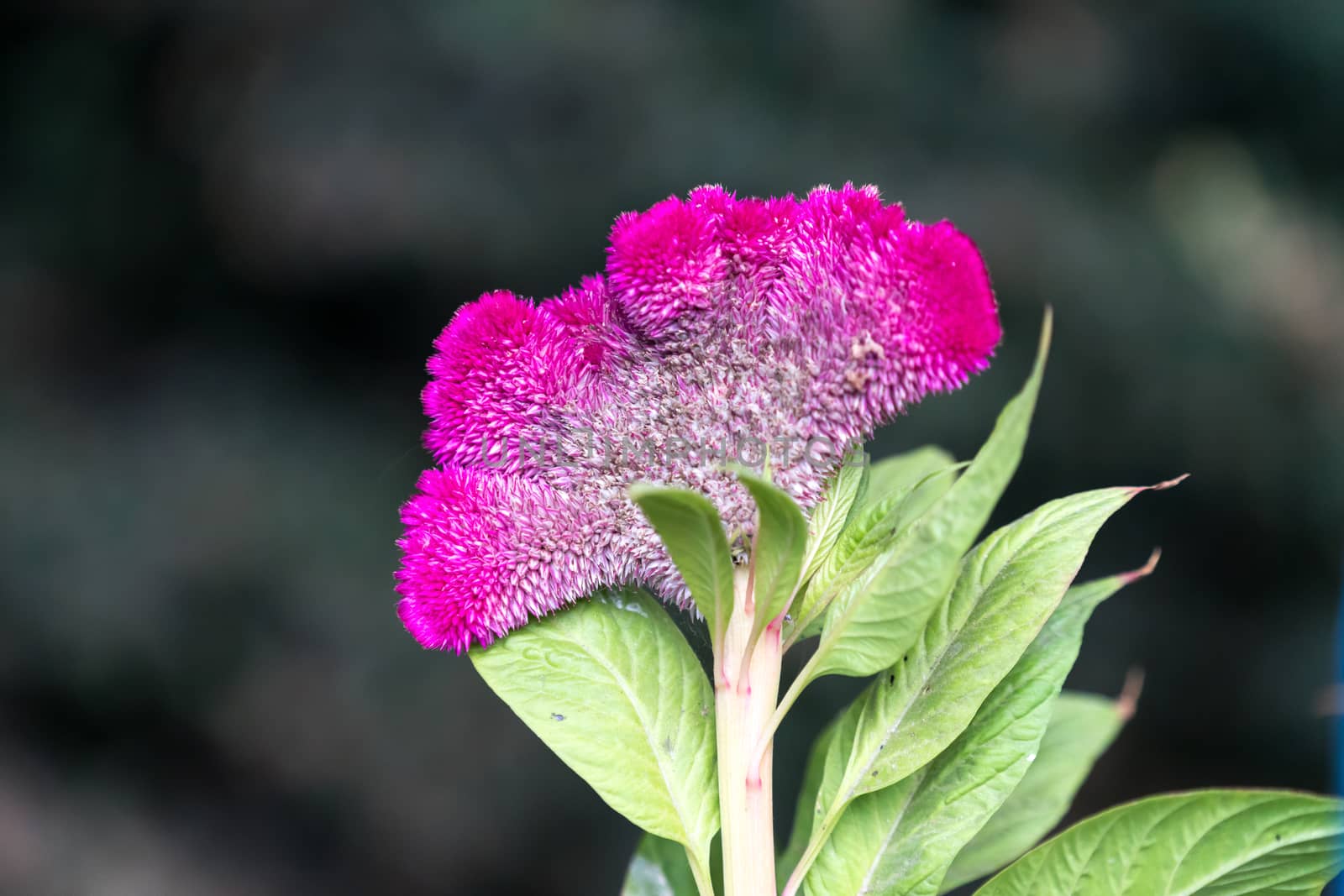 Celosia argentea var. cristata flowering in a garden in Romania