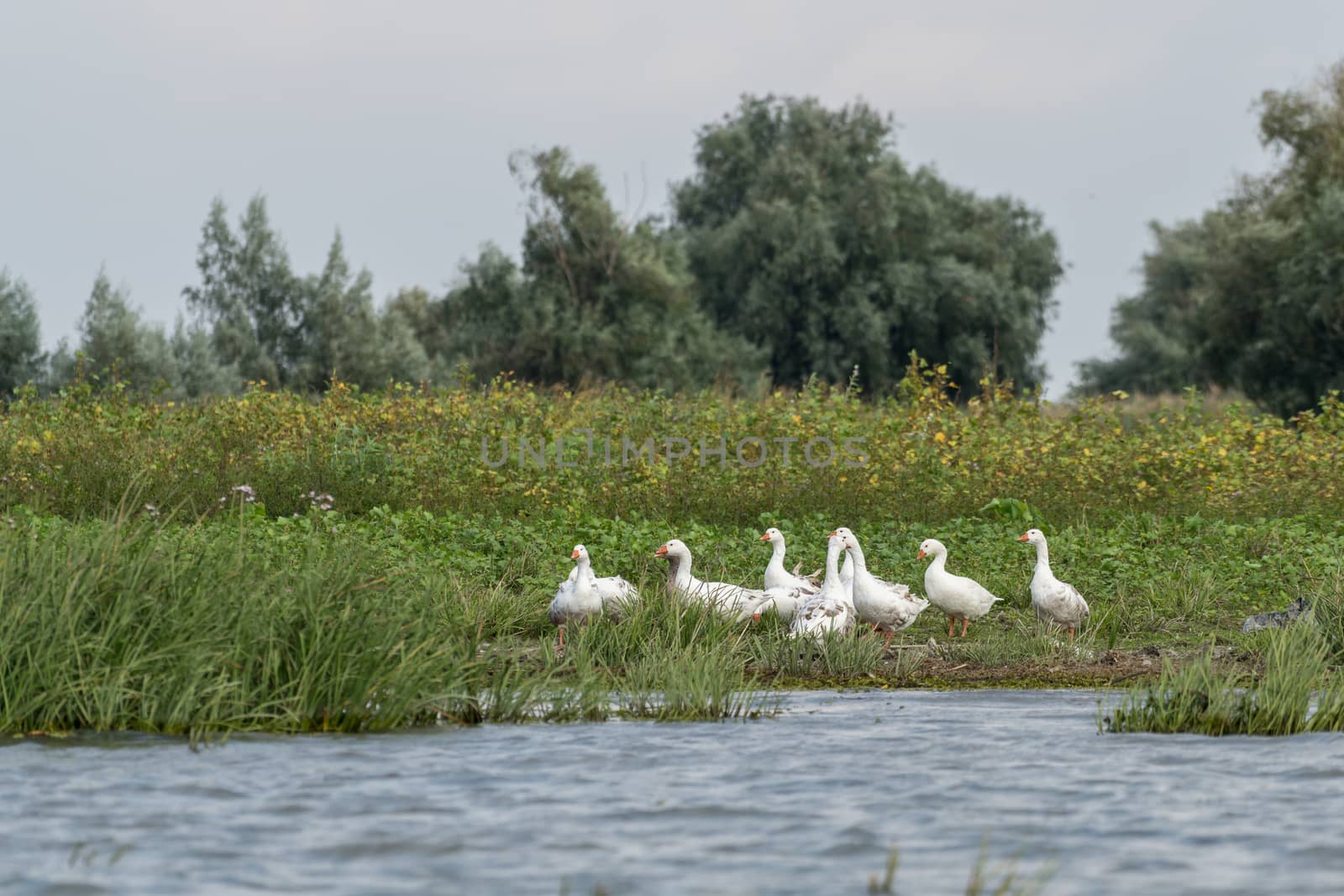 Roman Tufted Geese in the Danube Delta by phil_bird