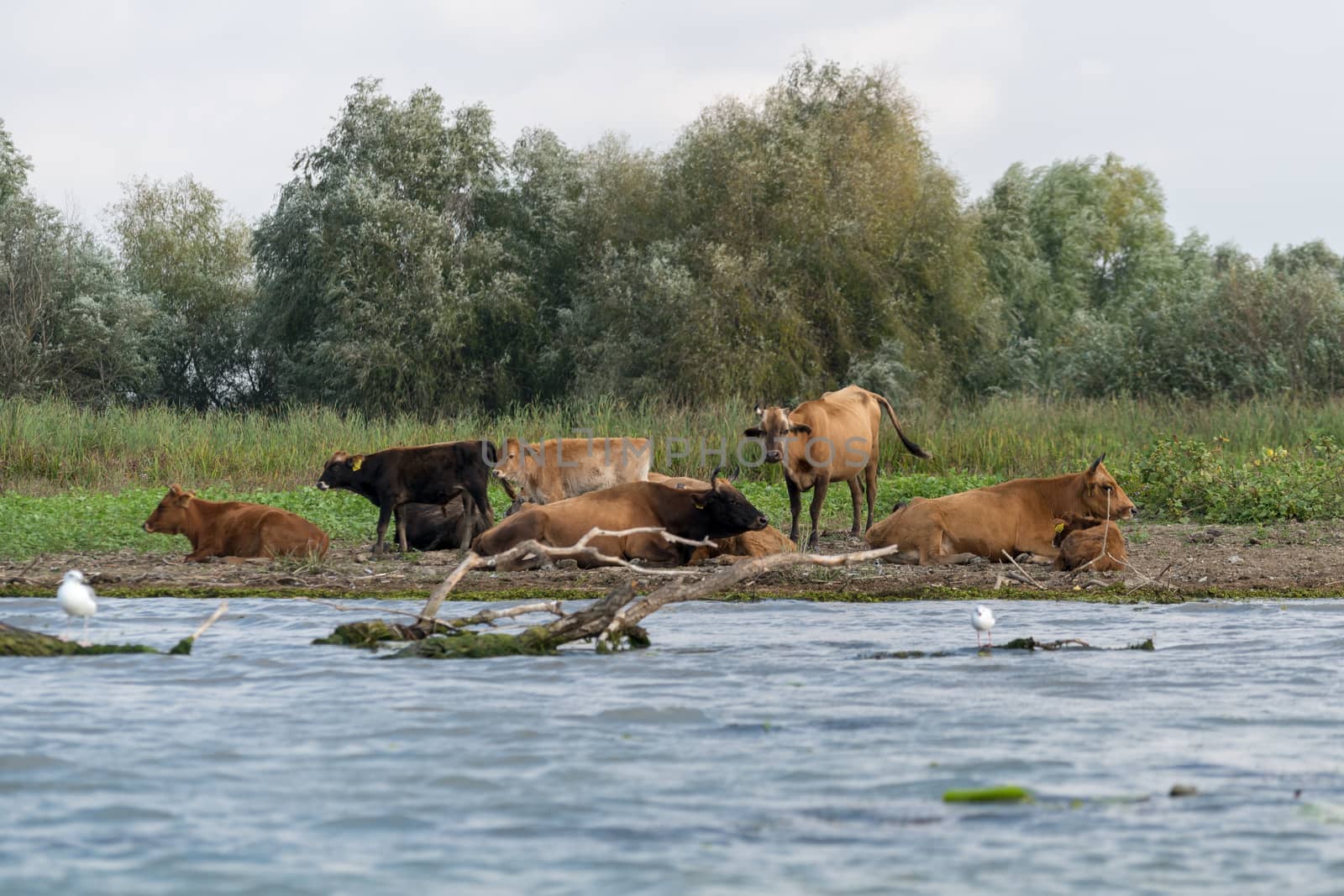 Cattle resting in the Danube Delta by phil_bird