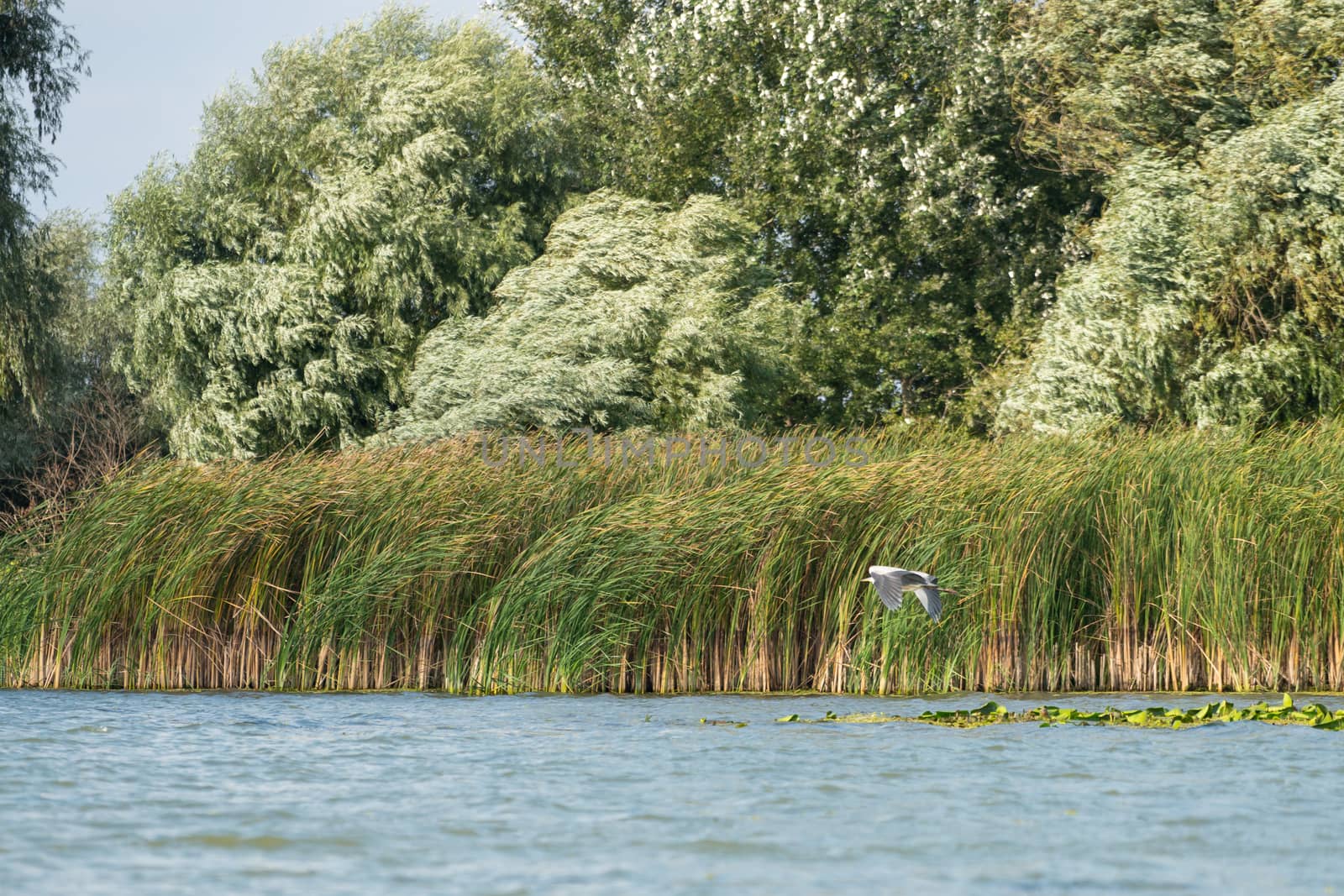 Grey Heron flying along the Danube Delta