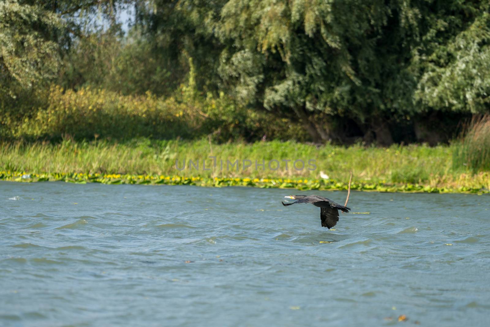Cormorant flying along the Danube Delta by phil_bird