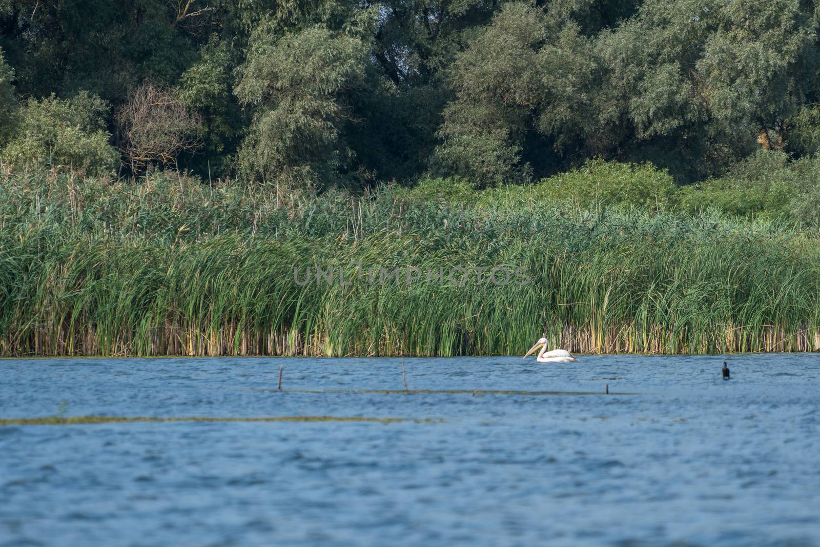 Great White Pelican (pelecanus onocrotalus) in the Danube Delta by phil_bird