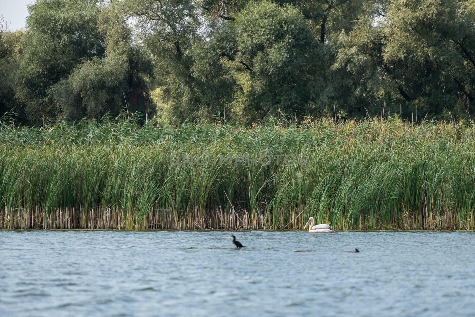 Great White Pelican (pelecanus onocrotalus) in the Danube Delta