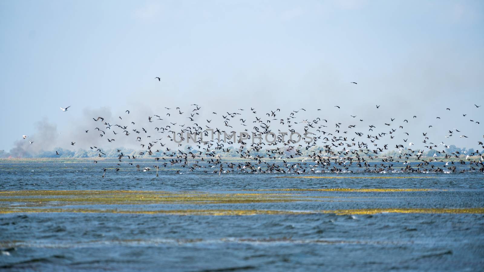 Great Cormorants (phalacrocorax carbo) in flight in the Danube Delta