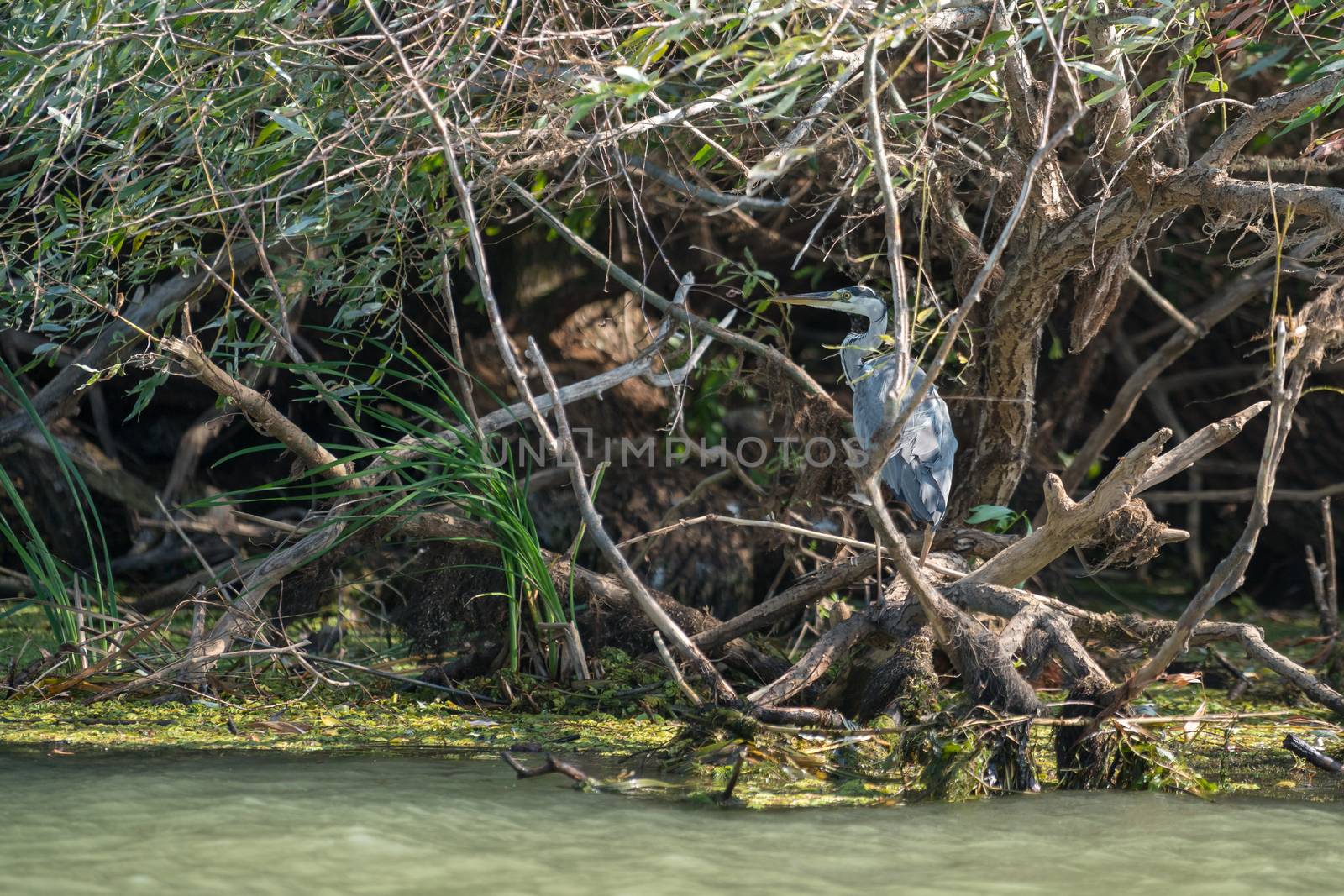 Grey Heron (ardea cinerea) in the Danube Delta, Romania by phil_bird