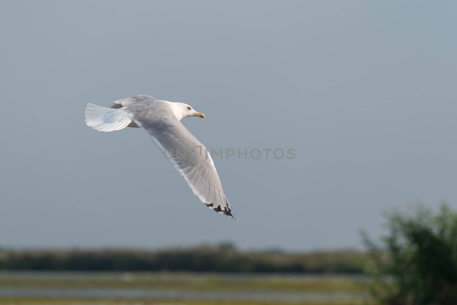 Seagull flying over the Danube Delta by phil_bird