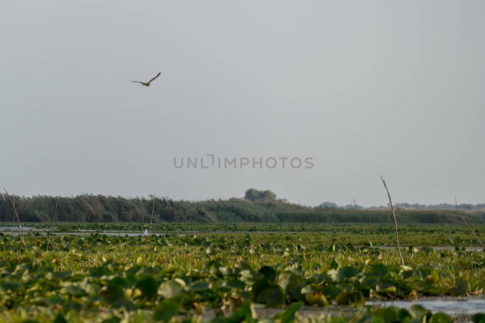 White-tailed Eagle (haliaectus albicilla) in the Danube Delta