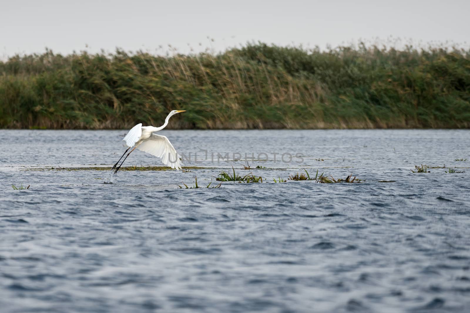 Great White Egret (egretta alba) in the Danube Delta, Romania by phil_bird