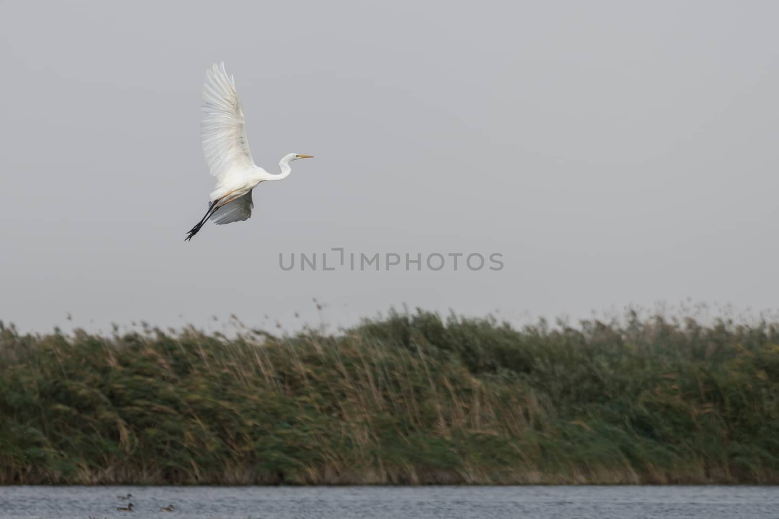 Great White Egret (egretta alba) in the Danube Delta, Romania