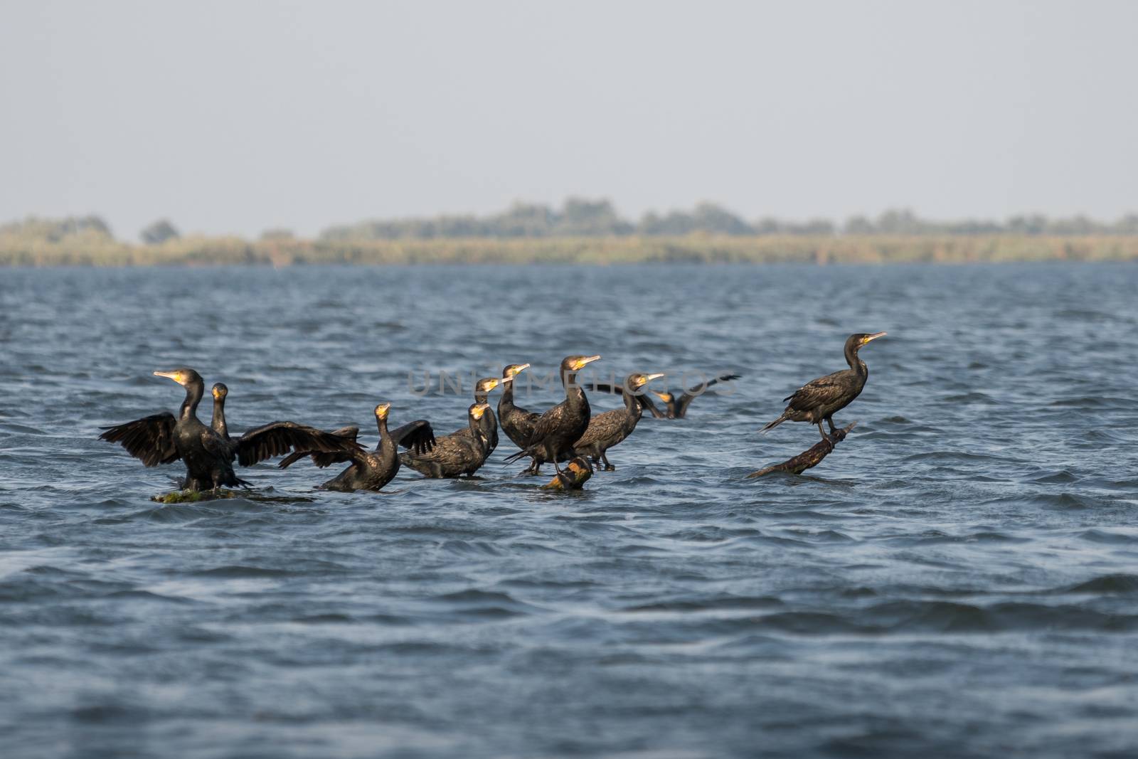 Great Cormorants (phalacrocorax carbo) in the Danube Delta by phil_bird