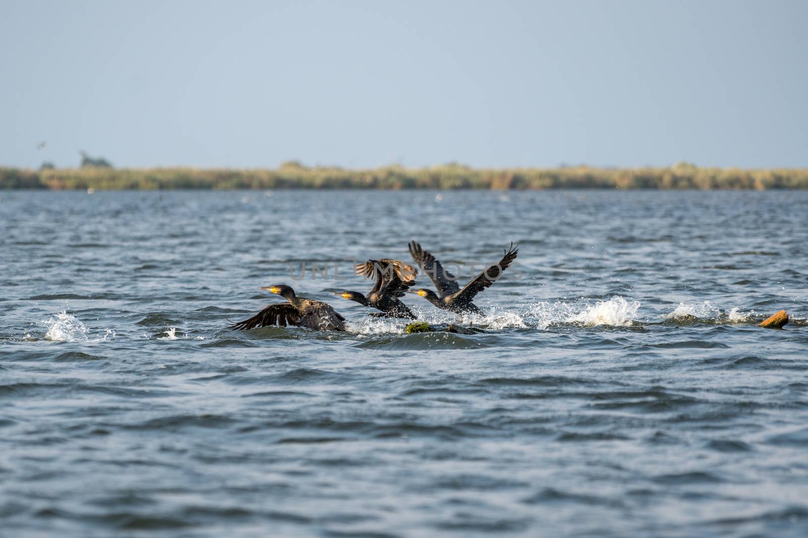 Great Cormorants (phalacrocorax carbo) in the Danube Delta by phil_bird