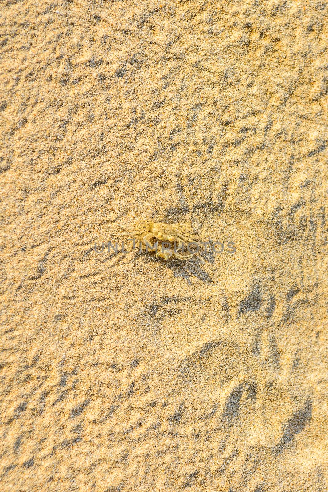 Tiny ghost crab, sand crab, Ocypodinae, Ocypode, White Sand Beach Khao Lak, Phang-nga, Thailand